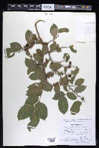 Celtis iguanaea image