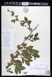 Celtis iguanaea image