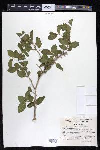 Celtis iguanaea image