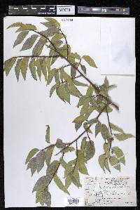 Celtis reticulata image