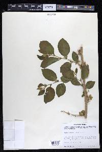 Celtis iguanaea image