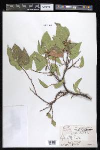 Celtis reticulata image