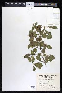 Celtis iguanaea image