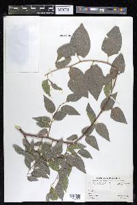 Celtis reticulata image