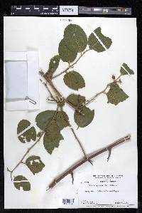 Celtis iguanaea image