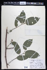 Celtis iguanaea image