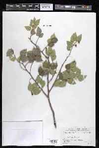 Celtis reticulata image