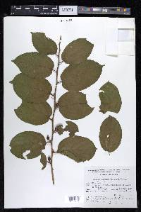 Celtis iguanaea image