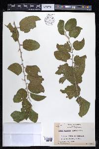 Celtis iguanaea image