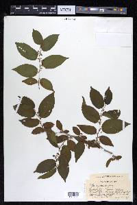 Celtis iguanaea image