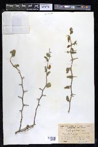 Celtis pallida image