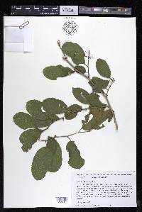 Celtis iguanaea image