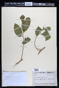 Celtis iguanaea image