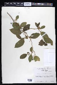 Celtis iguanaea image