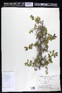 Celtis pallida image