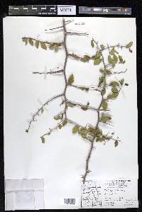 Celtis pallida image