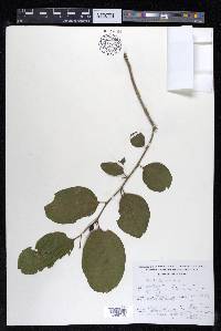 Celtis iguanaea image