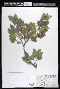 Celtis reticulata image