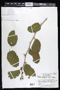 Celtis iguanaea image