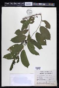 Celtis iguanaea image