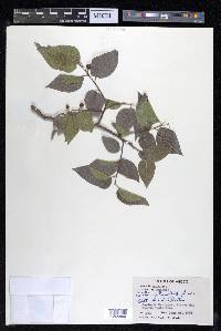 Celtis reticulata image