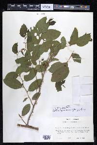 Celtis iguanaea image