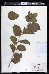 Celtis iguanaea image