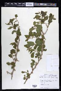 Celtis iguanaea image