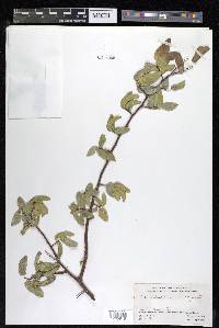 Celtis reticulata image