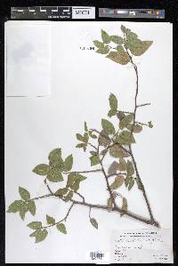 Celtis reticulata image