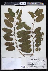 Celtis iguanaea image