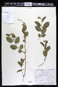 Celtis iguanaea image