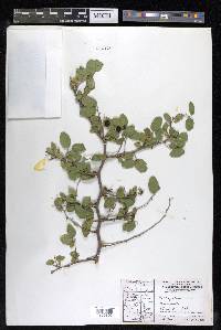 Celtis pallida image