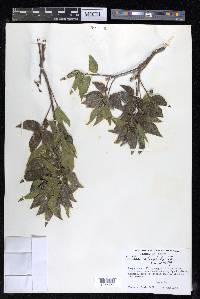 Celtis reticulata image