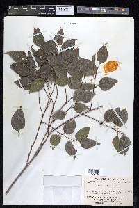 Celtis reticulata image