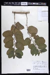 Celtis iguanaea image