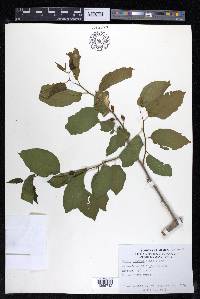 Celtis iguanaea image