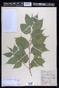 Celtis trinervia image