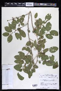 Celtis iguanaea image