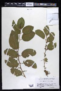 Celtis iguanaea image