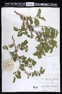 Celtis iguanaea image