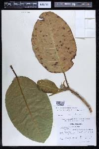 Ficus lapathifolia image