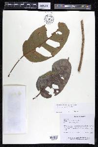 Ficus citrifolia image