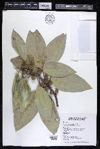 Ficus insipida image