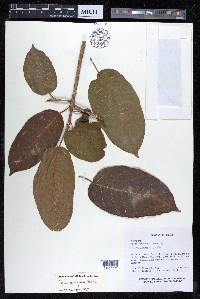Ficus citrifolia image