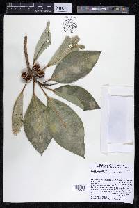 Ficus insipida image