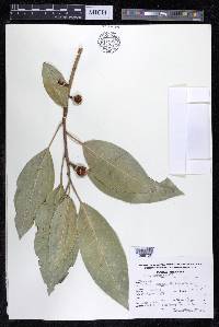 Ficus insipida image