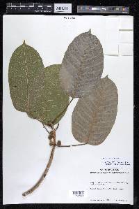 Ficus citrifolia image
