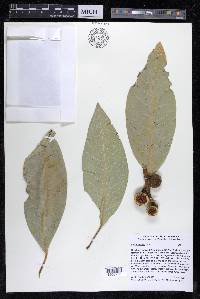 Ficus insipida image