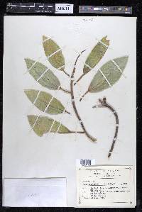 Ficus insipida image